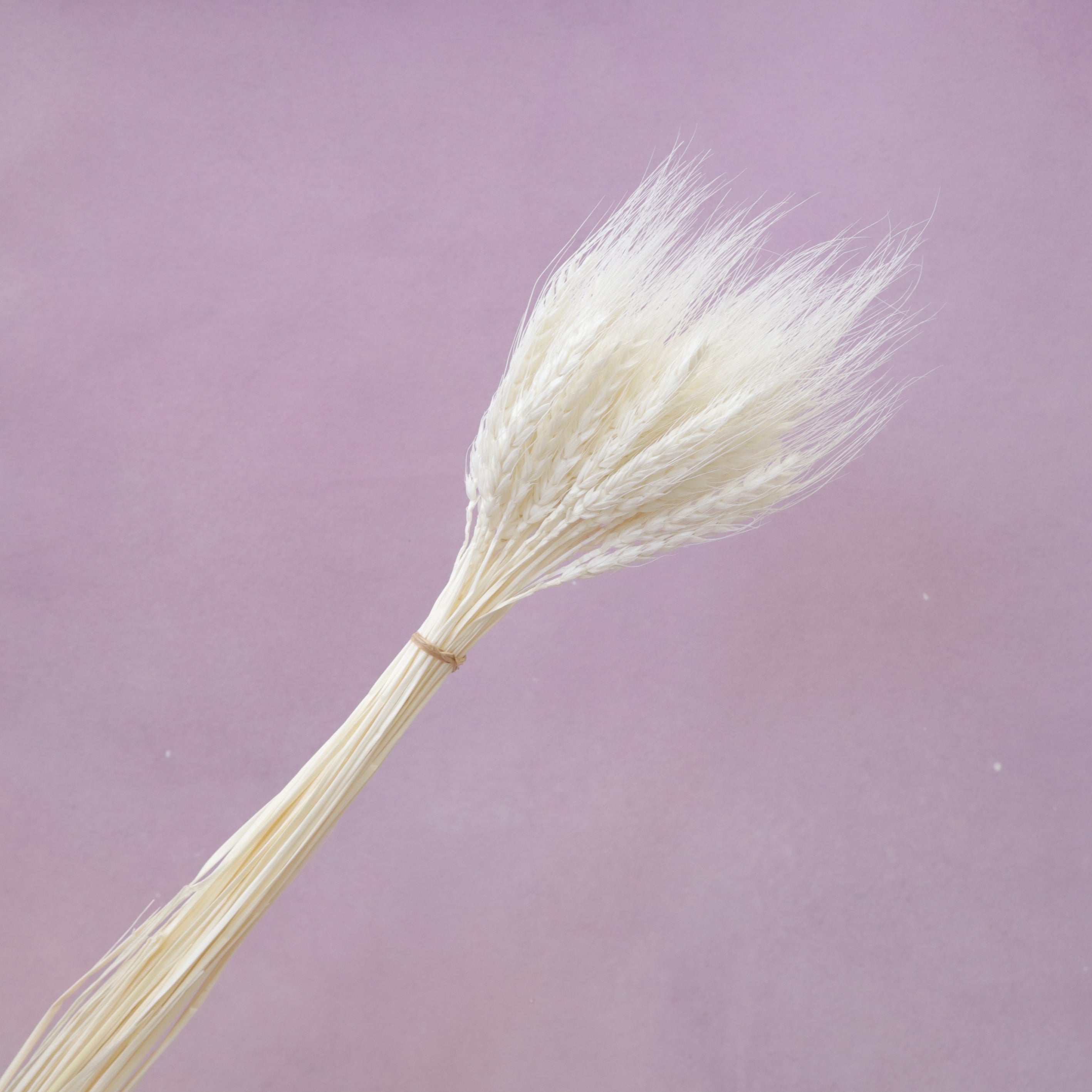 Dried Wheat White