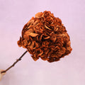 Hydrangea Bigleaf Burnt Orange
