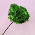 Hydrangea Bigleaf Grass Green
