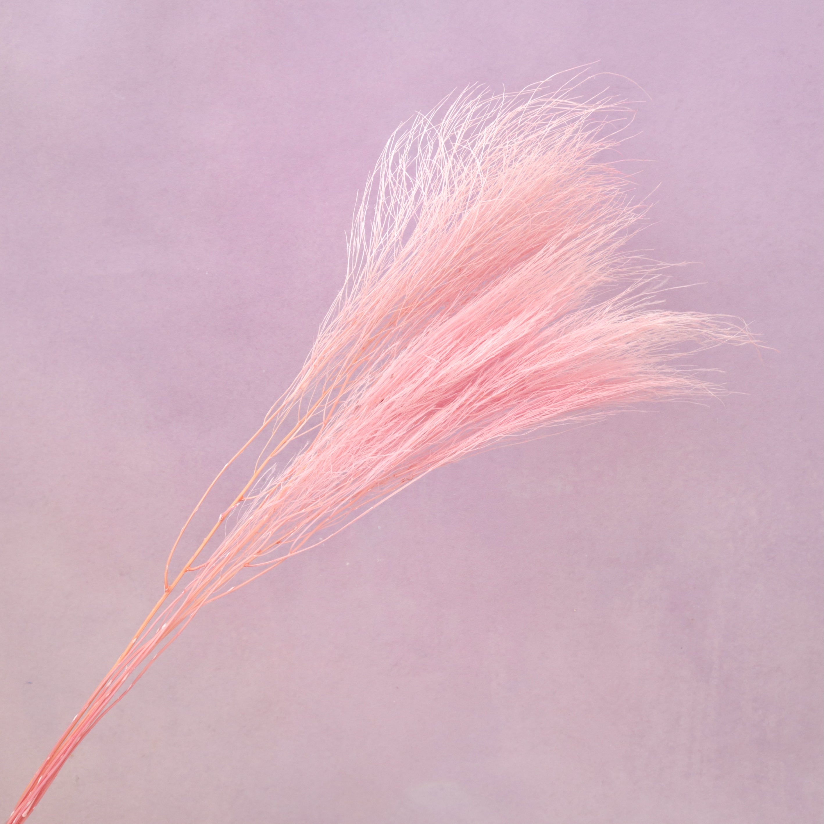 Tiki Fern Pink