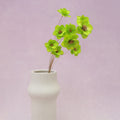 Sola Anemone Flower Tender Green