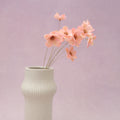 Sola Anemone Flower Light Pink