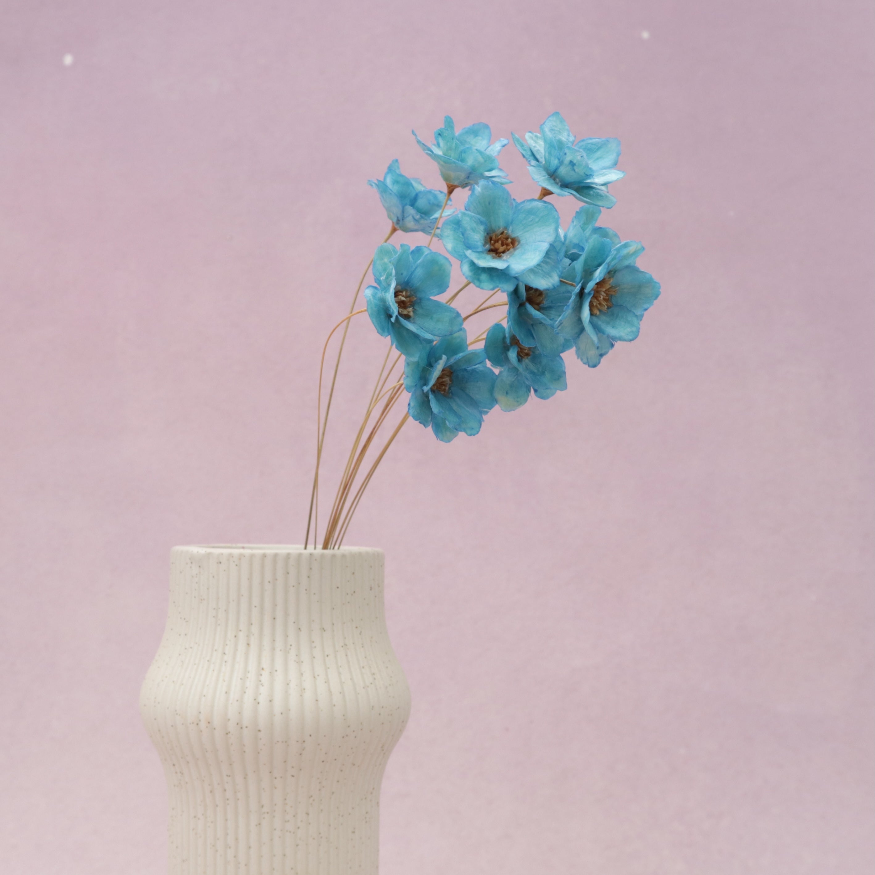 Sola Anemone Flower Blue