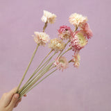 Strawflowers Mixed Pink