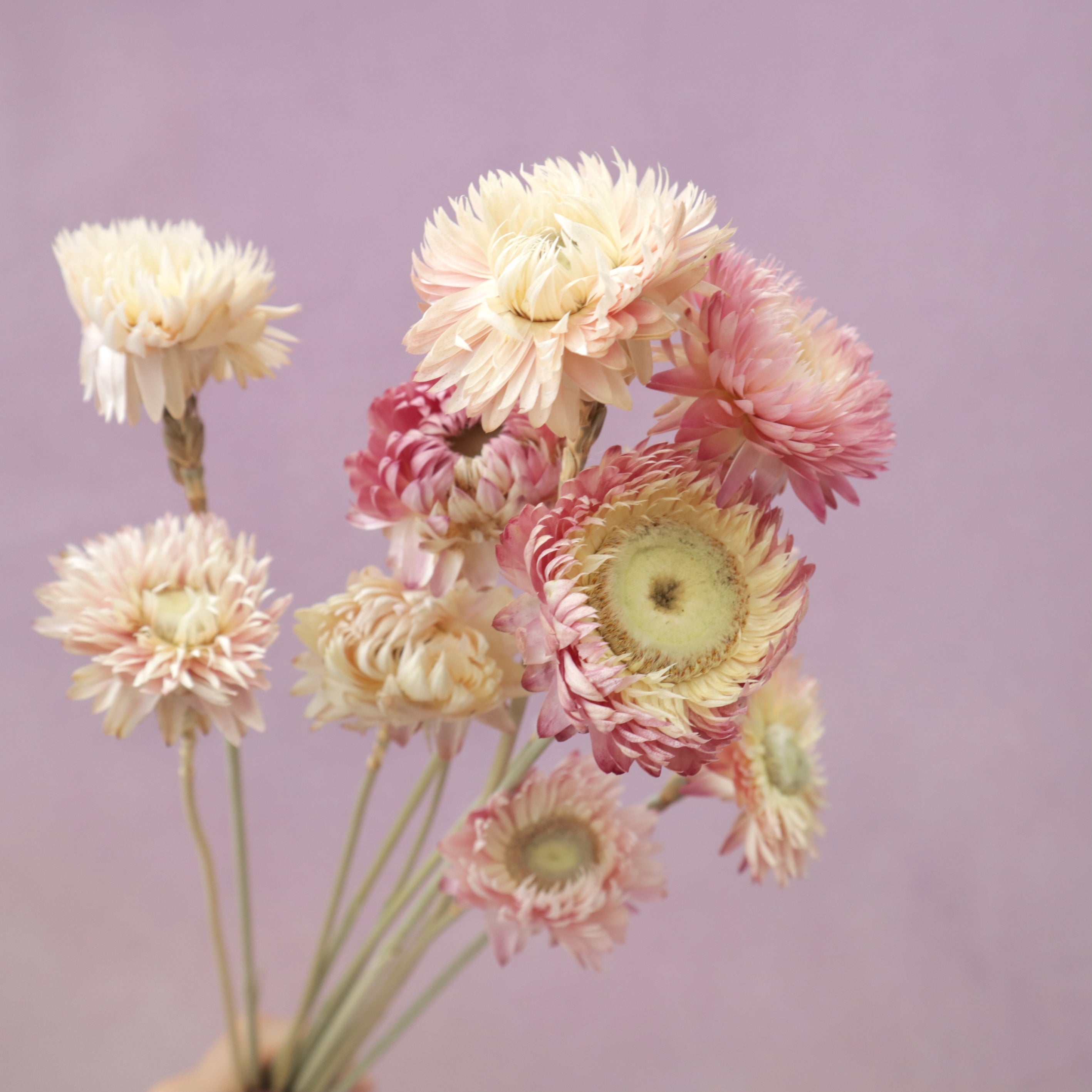 Strawflowers Mixed Pink