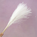Horsetail White