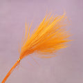 Tiki Fern Orange