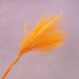Tiki Fern Orange
