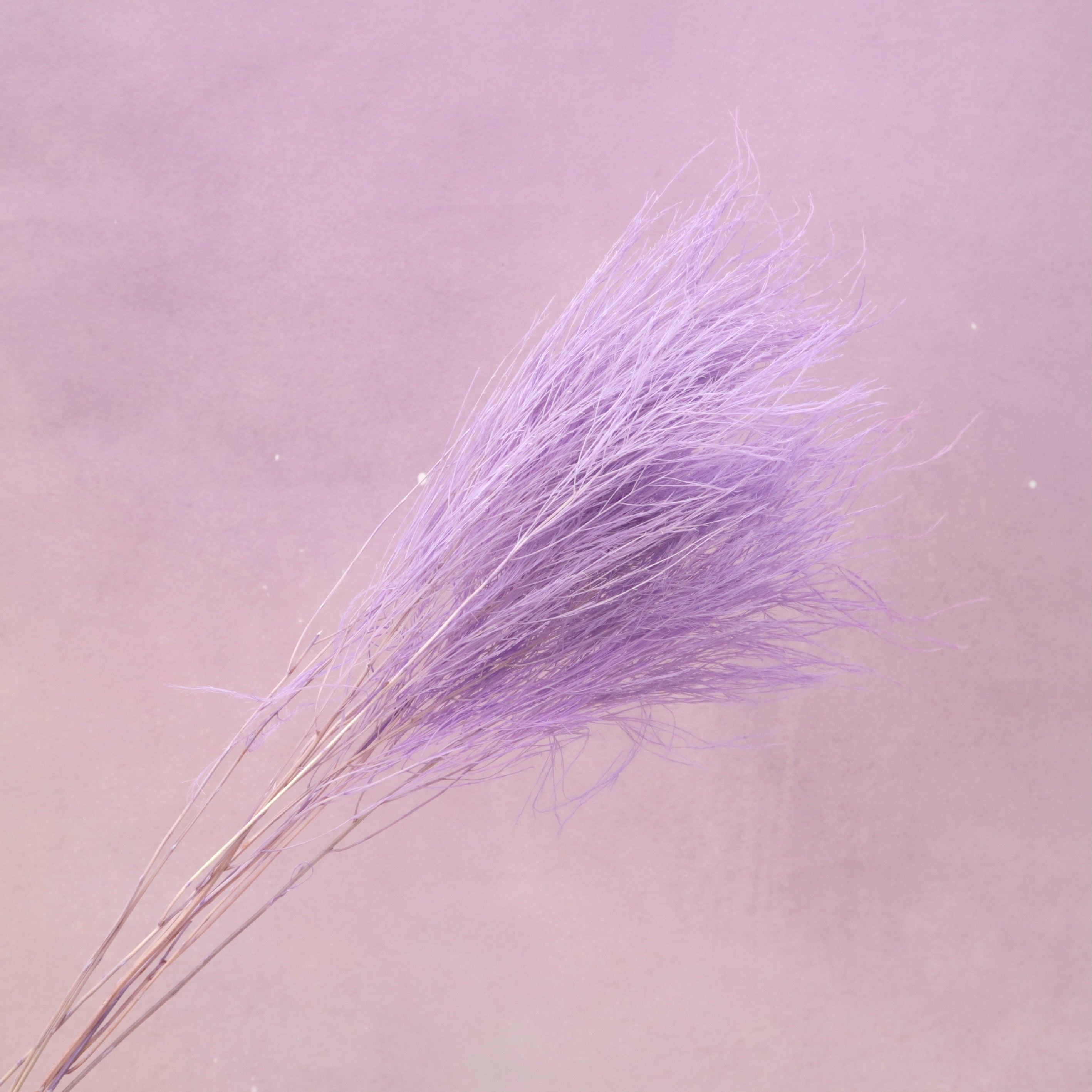 Tiki Fern Mauve