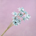 Handmade Daisy Baby Blue
