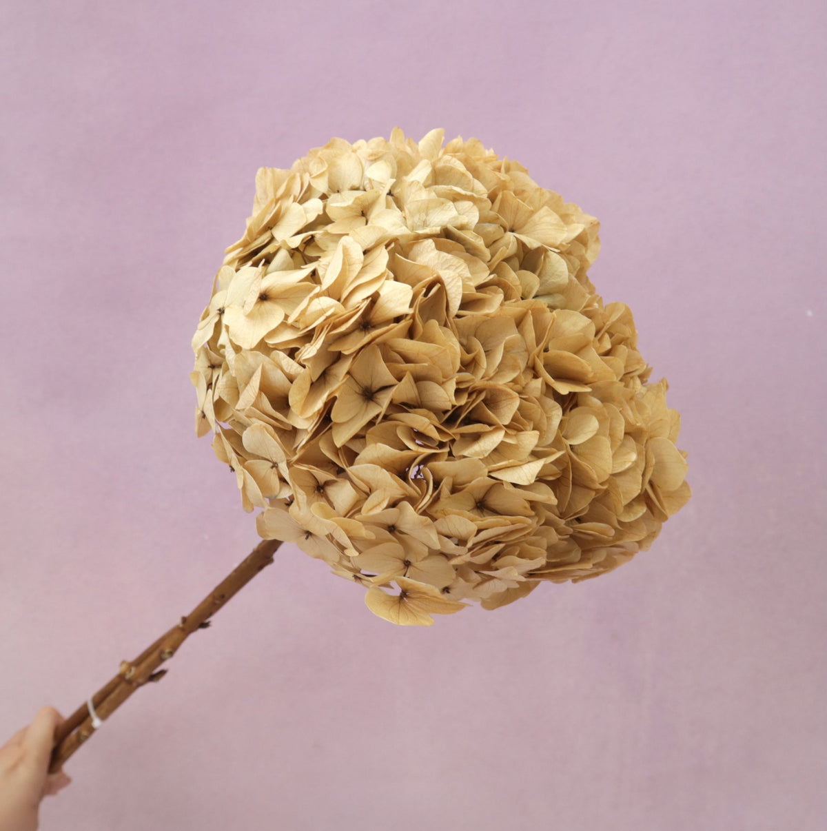Hydrangea Bigleaf Beige