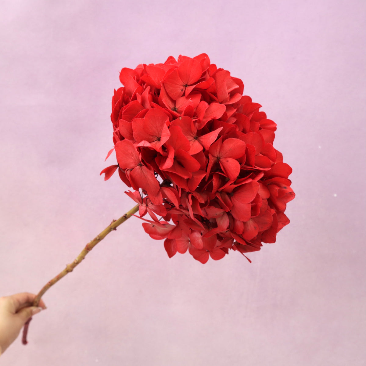 Hydrangea Bigleaf Scarlet Red