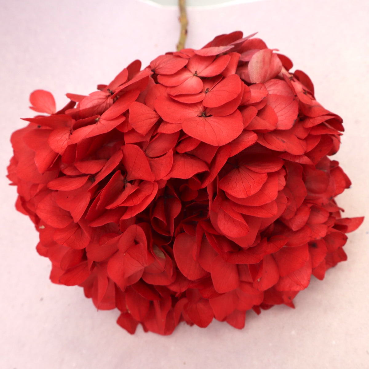 Hydrangea Bigleaf Scarlet Red