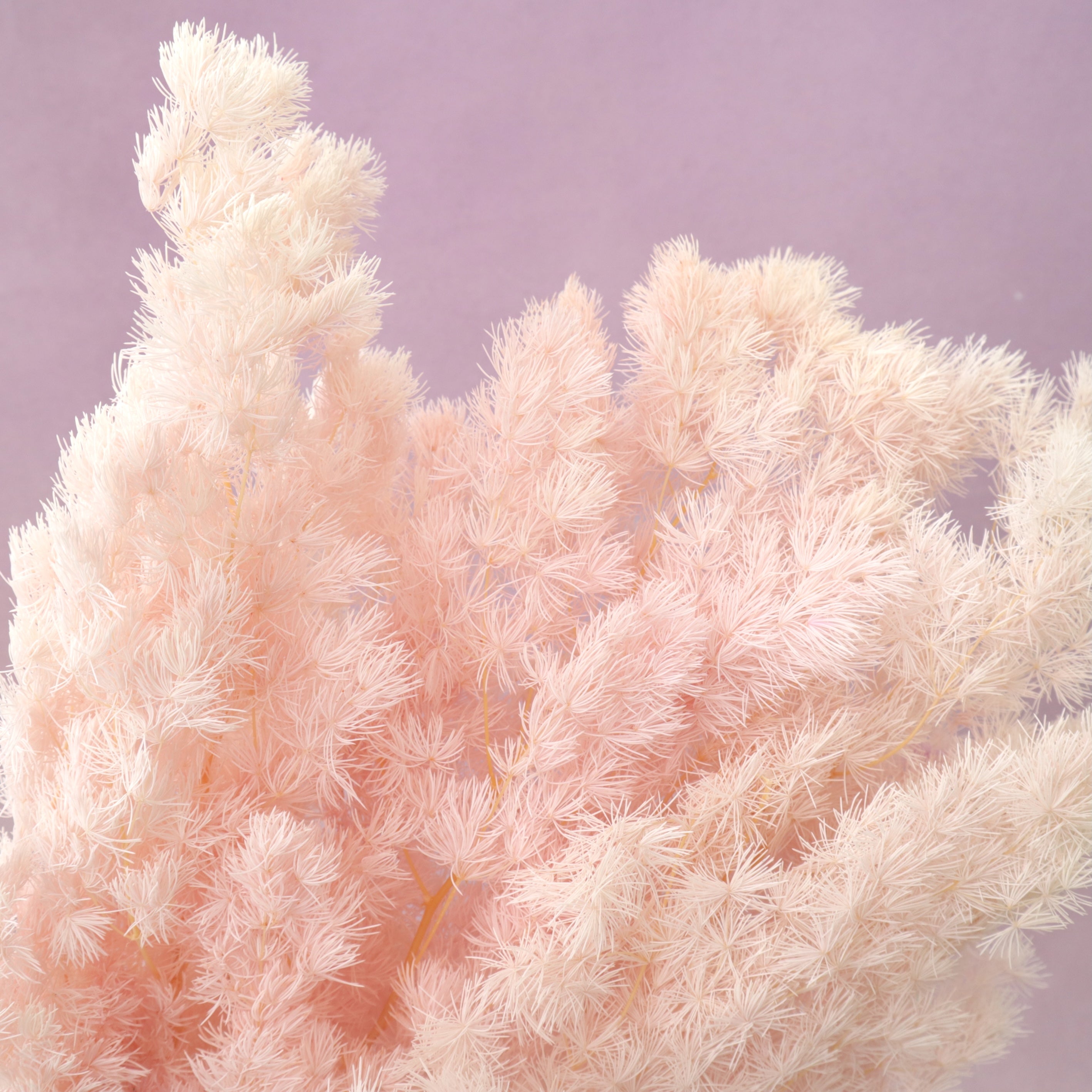Ming Fern Baby Pink