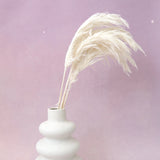 Giant Reeds Grass White