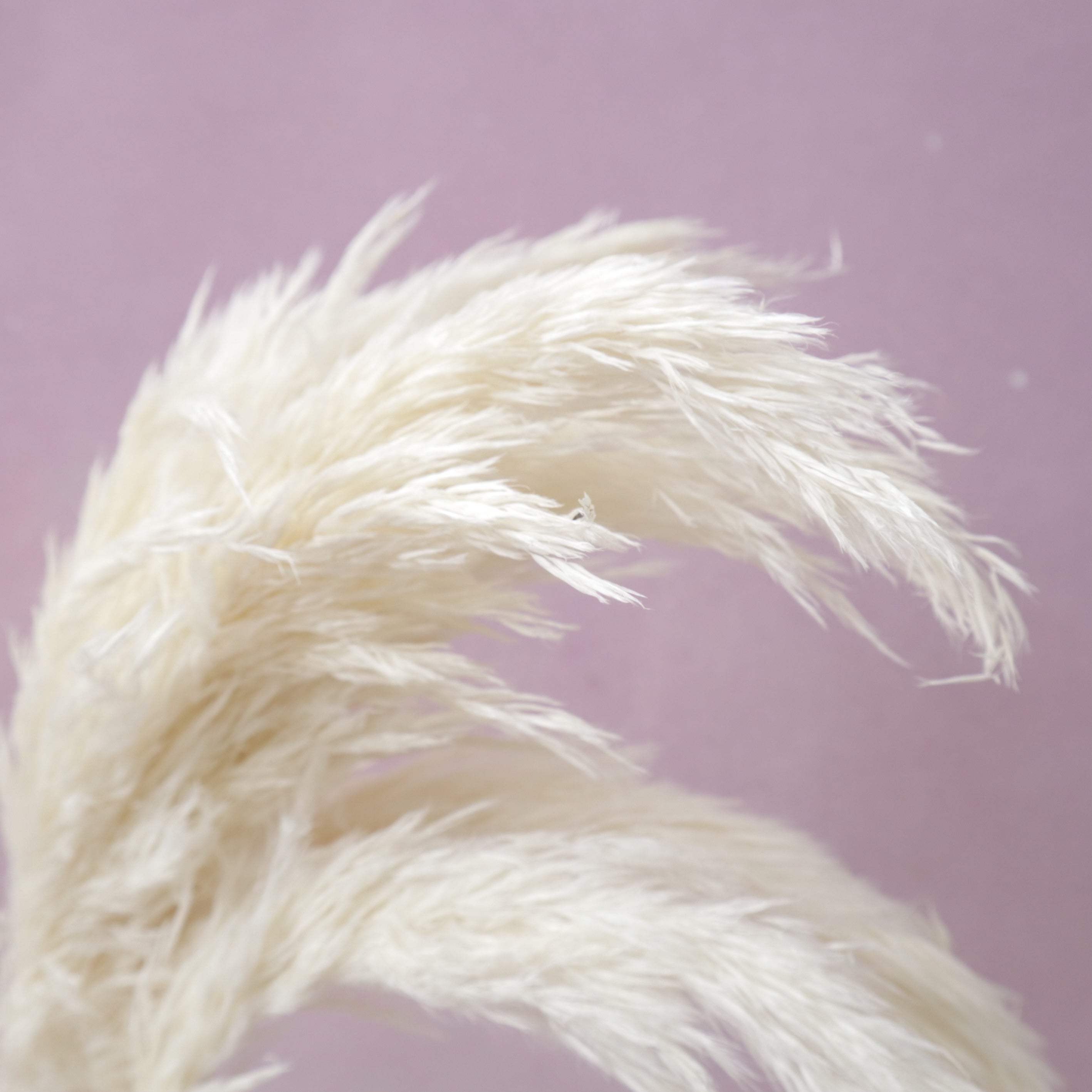 Giant Reeds Grass White