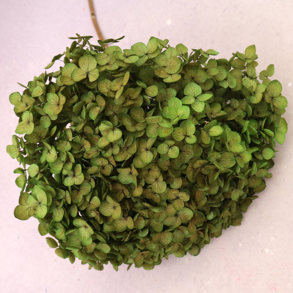 Annabelle Hydrangea Olive Green