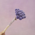 Billy Button Purple