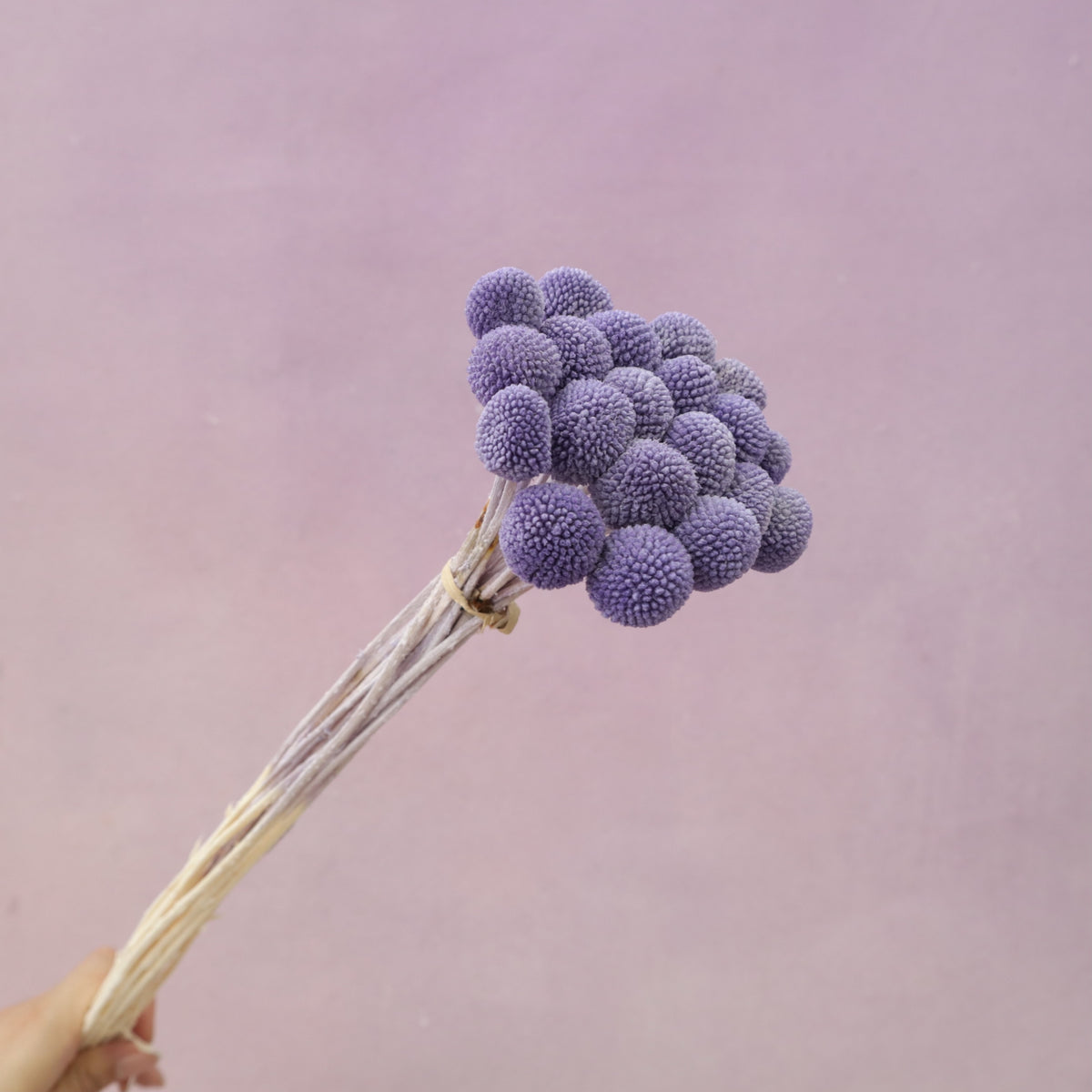 Billy Button Purple