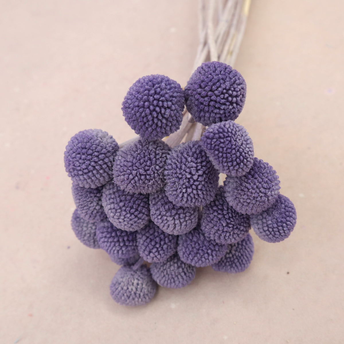 Billy Button Purple