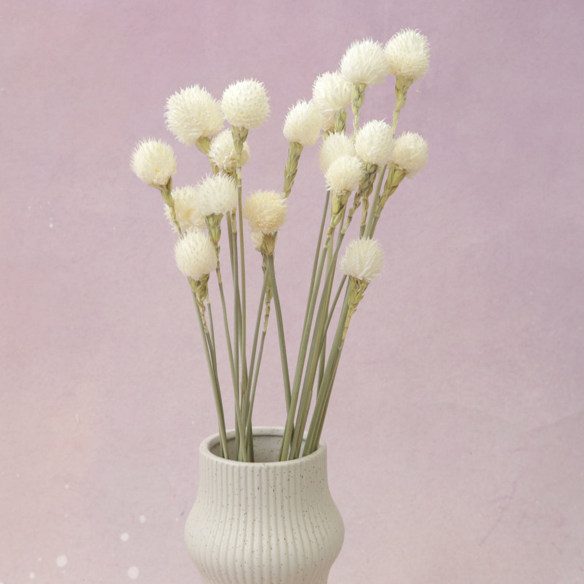 Globe Amaranth White