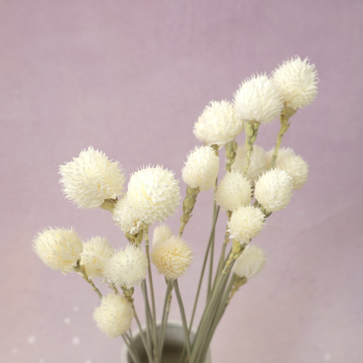 Globe Amaranth White