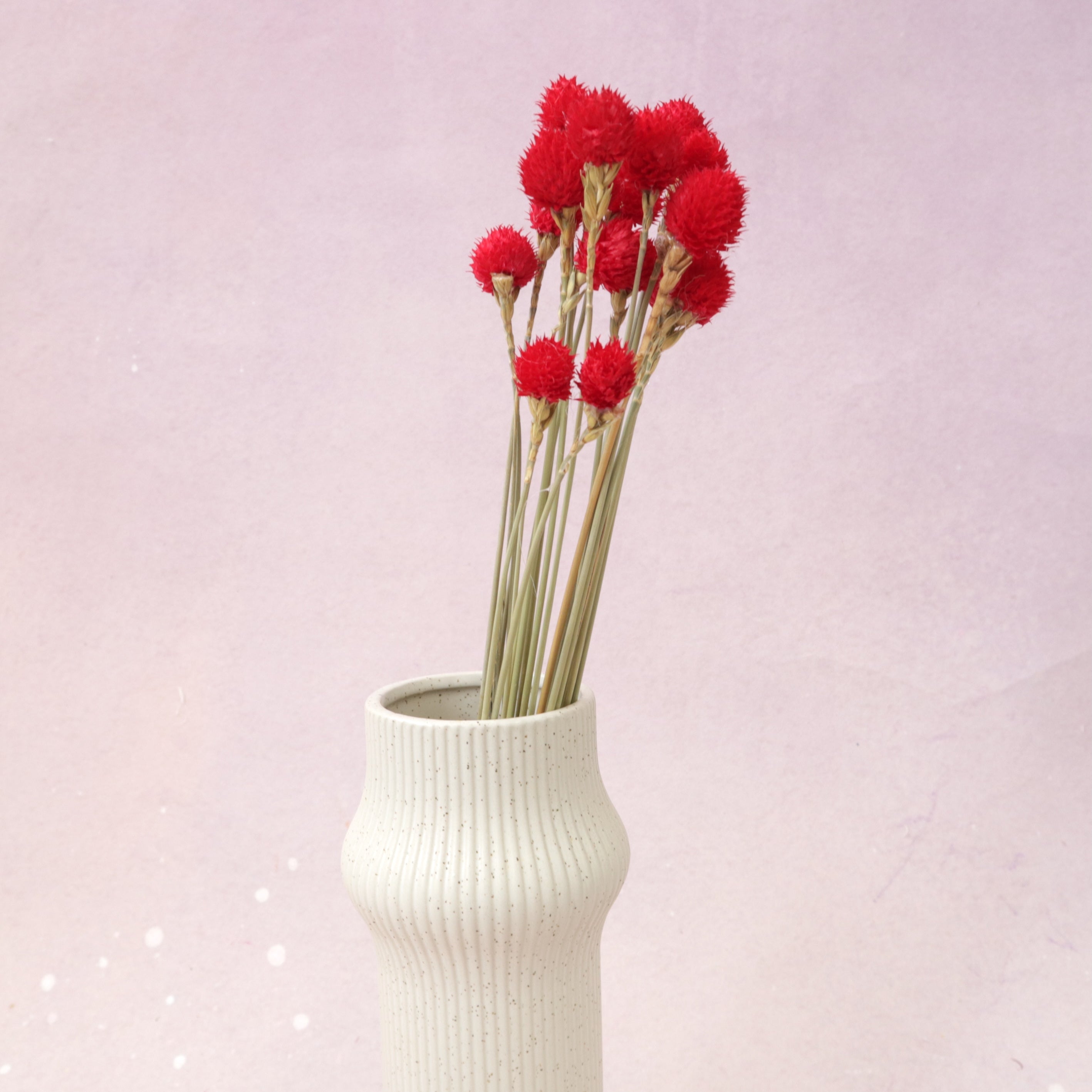 Globe Amaranth Red