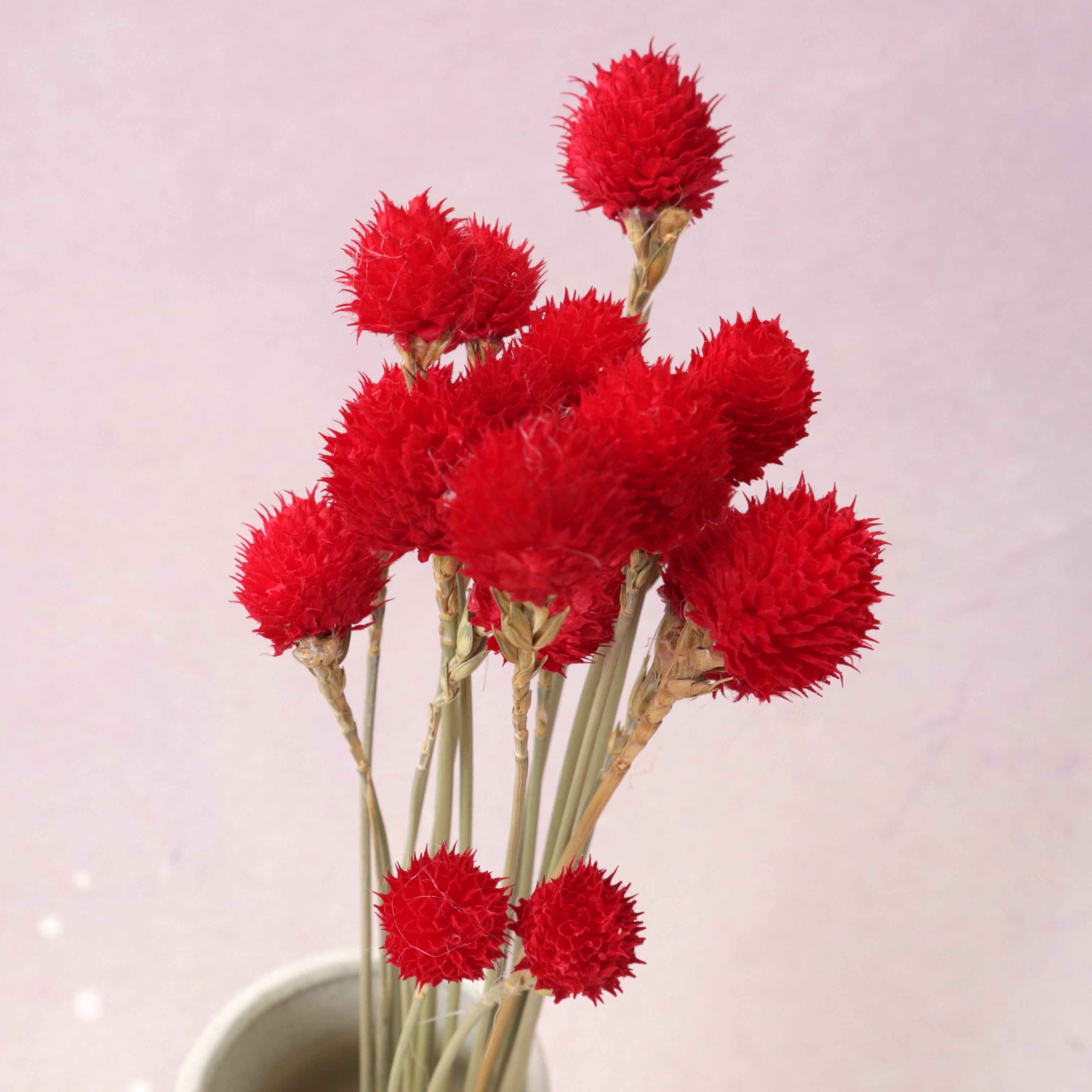 Globe Amaranth Red