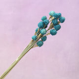 Globe Amaranth Teal