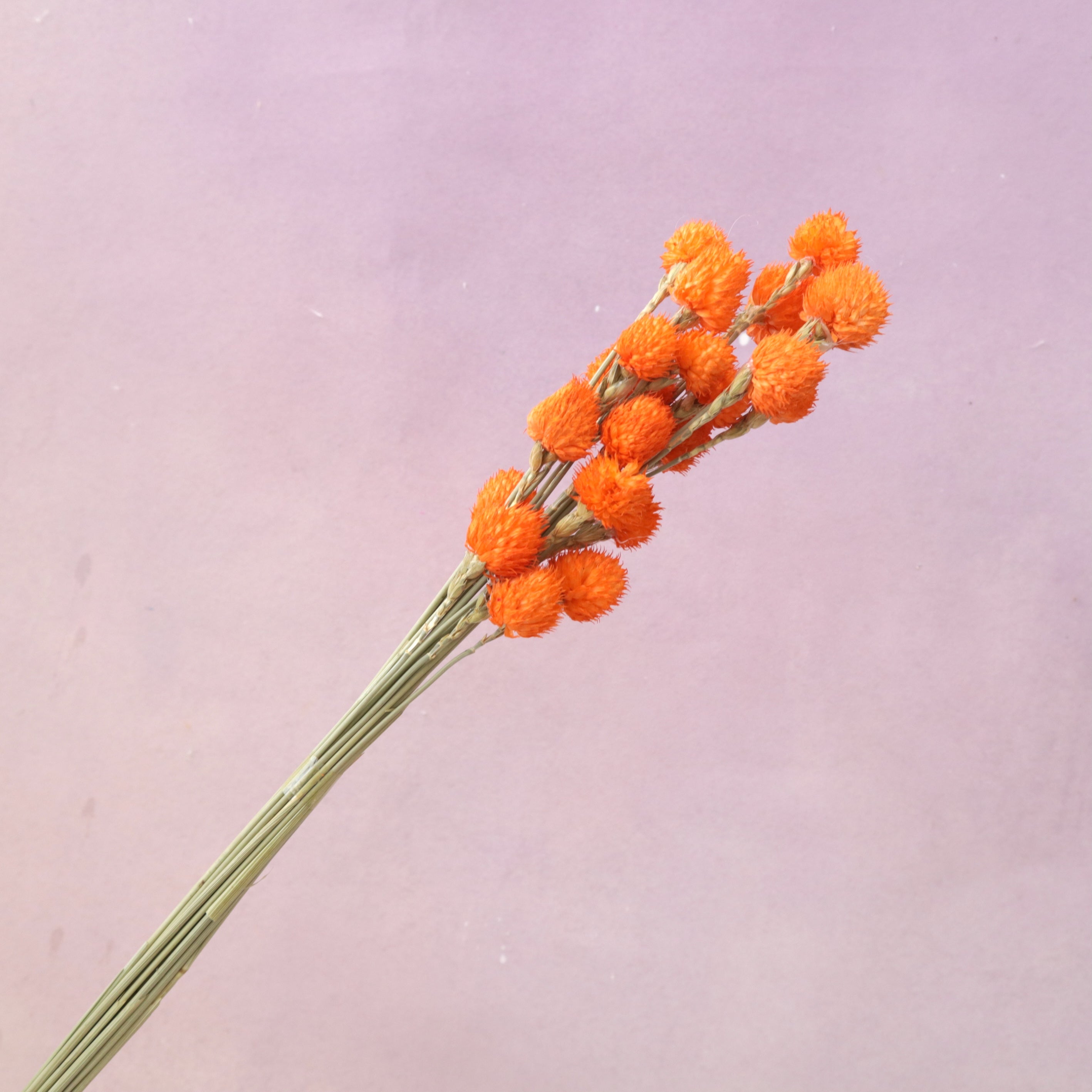 Globe Amaranth Orange