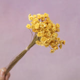 Star Flower Amber Yellow