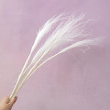 Long Stem Feather Grasses White