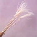 Long Stem Feather Grasses Baby Pink