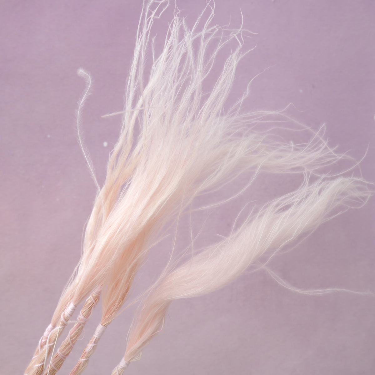 Long Stem Feather Grasses Baby Pink