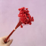 Star Flower Red