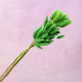 Bunny Tails Grass Green