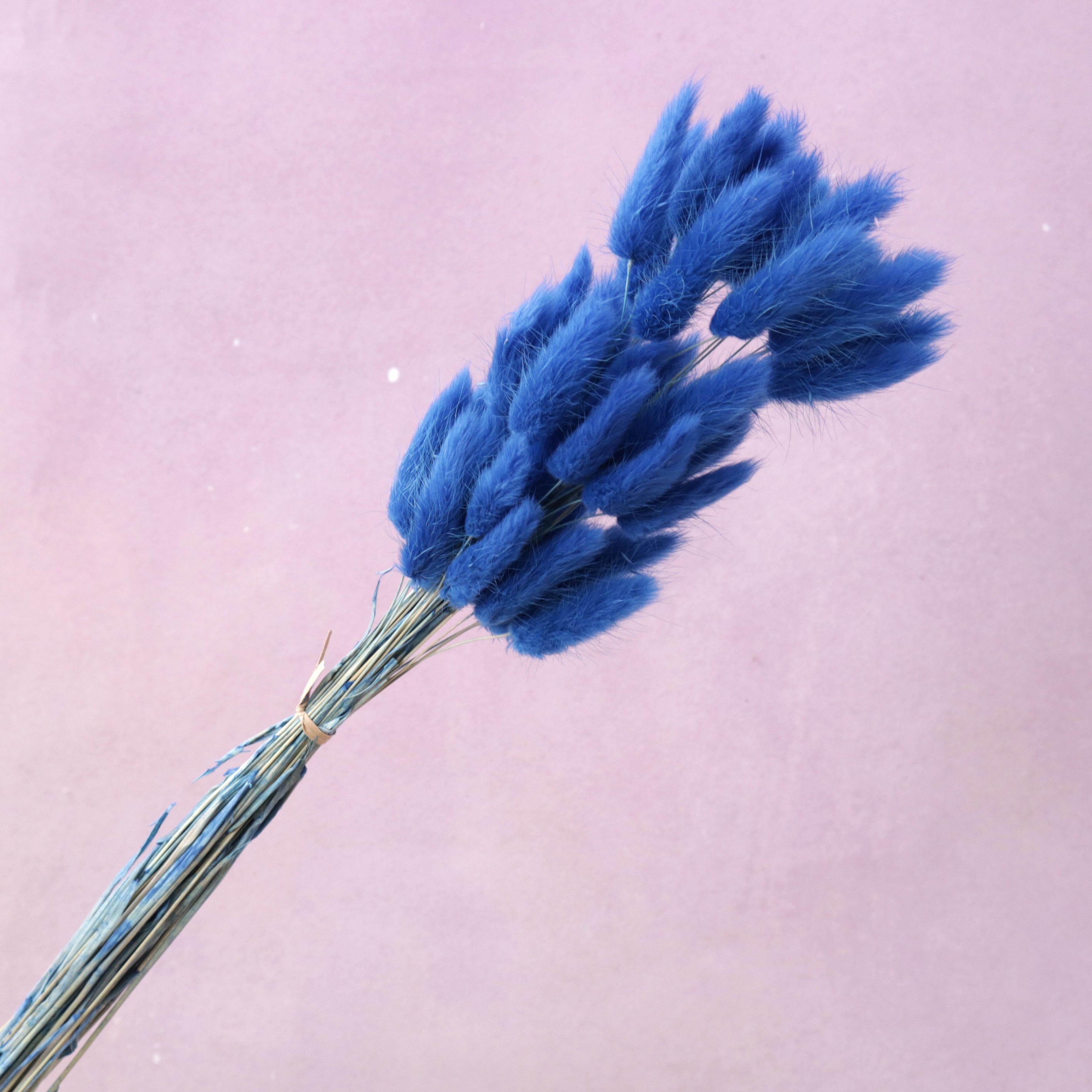 Bunny Tails Royal Blue