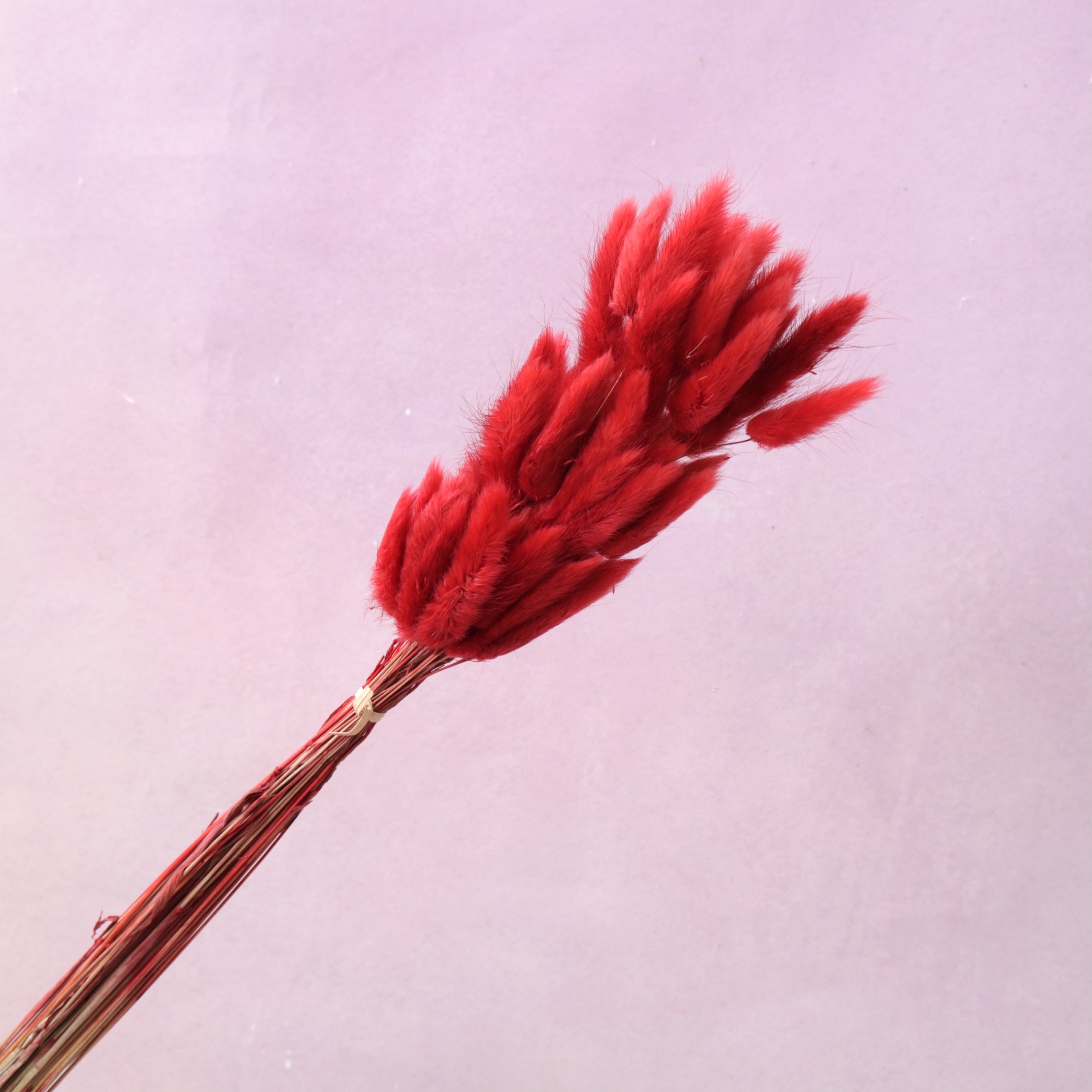 Bunny Tails Red
