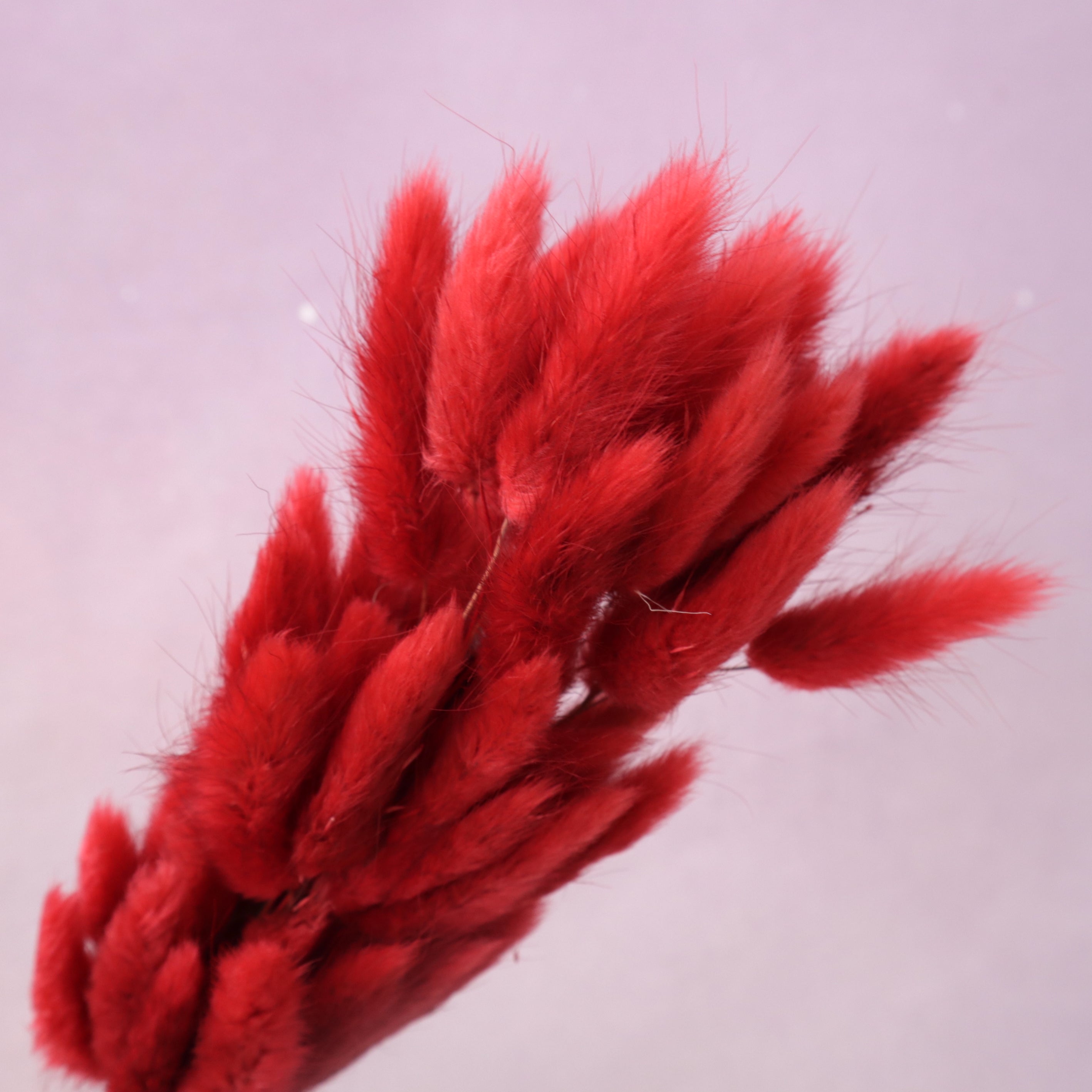 Bunny Tails Red