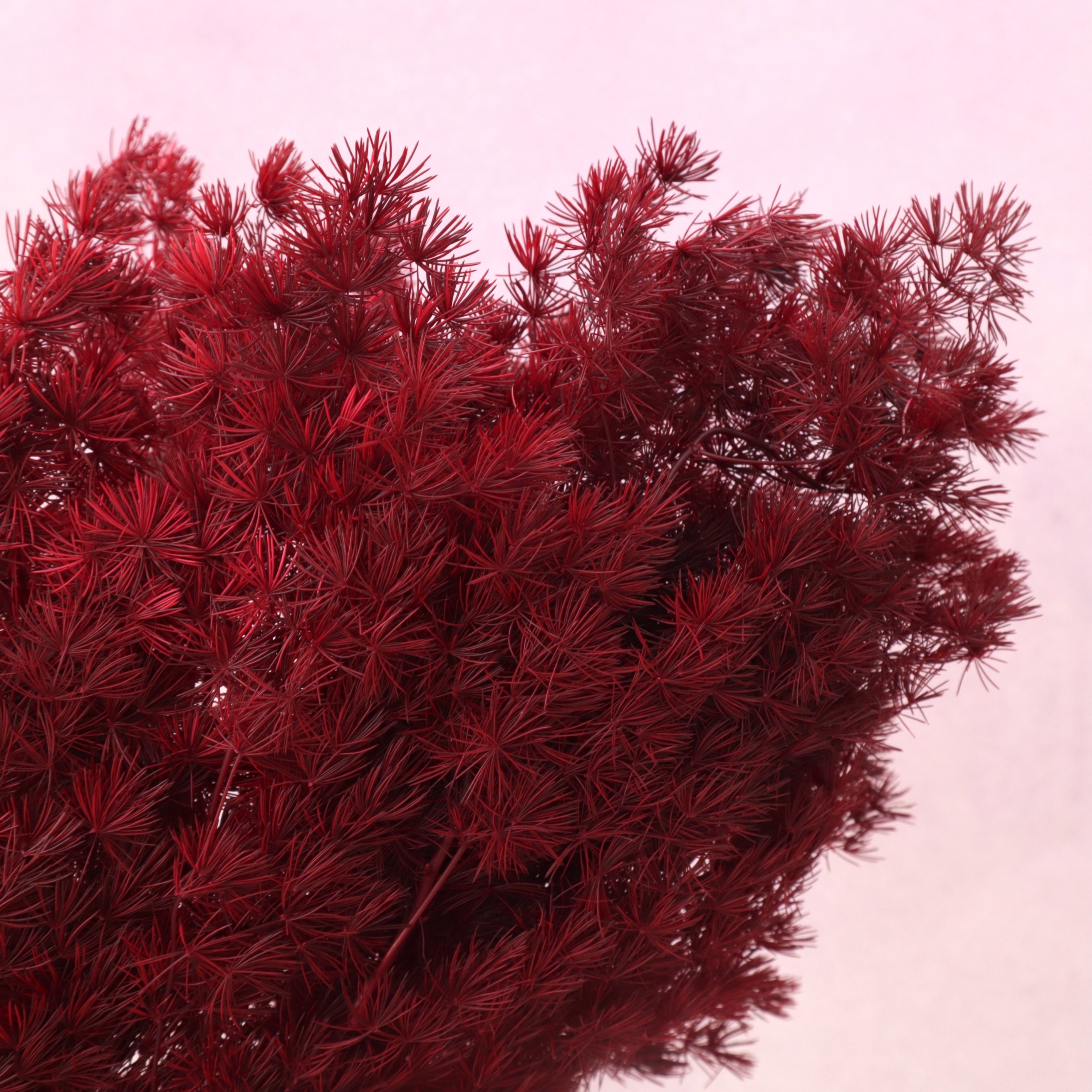 Ming Fern Wine Red