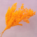 Ming Fern Bright Orange
