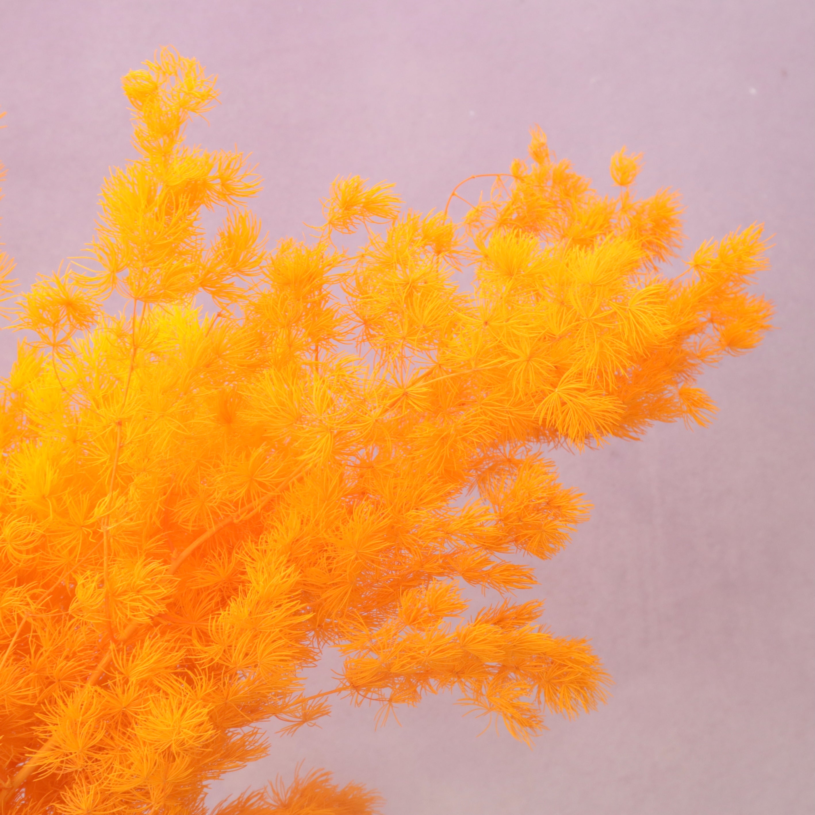 Ming Fern Bright Orange