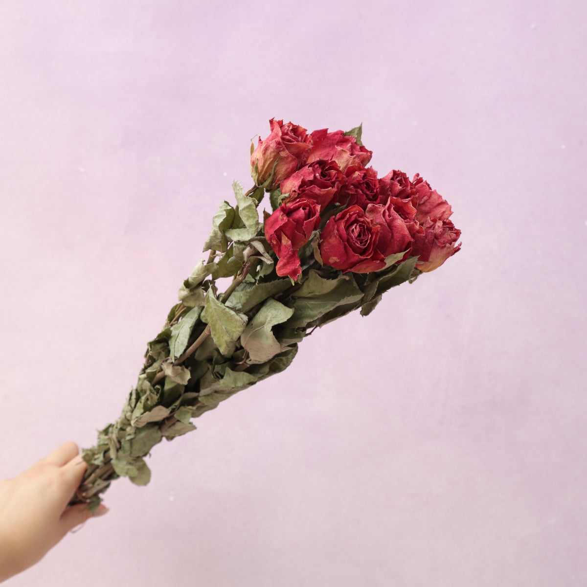 Dried Rose Red (single head)