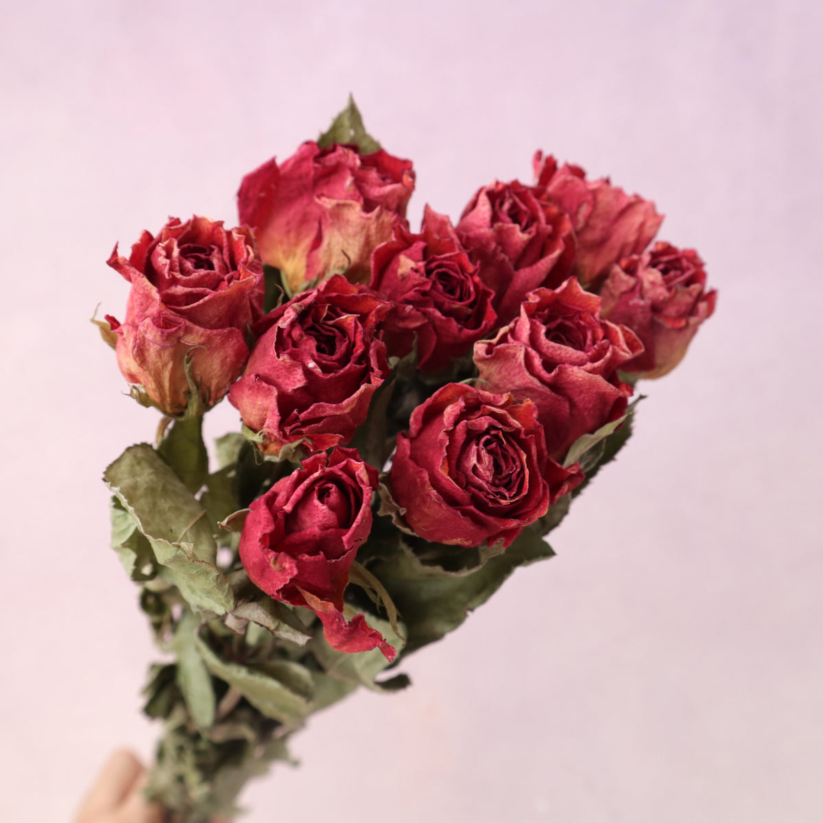 Dried Rose Red (single head)