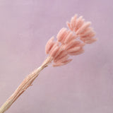 Bunny Tails Dusty Pink