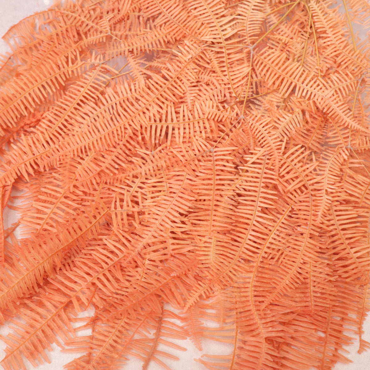 Mountain Fern Coral