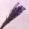 Rice Flower Iris Purple