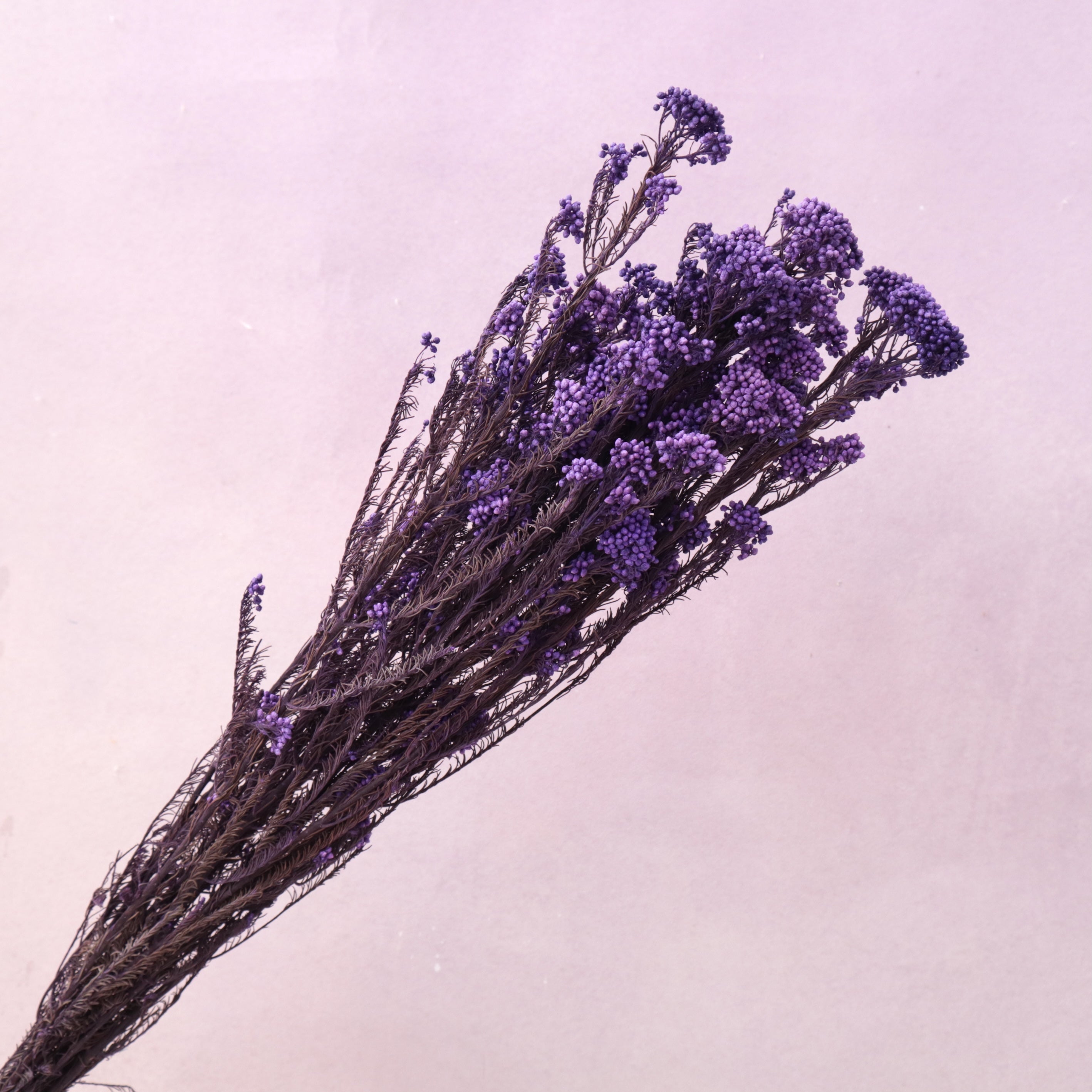 Rice Flower Iris Purple
