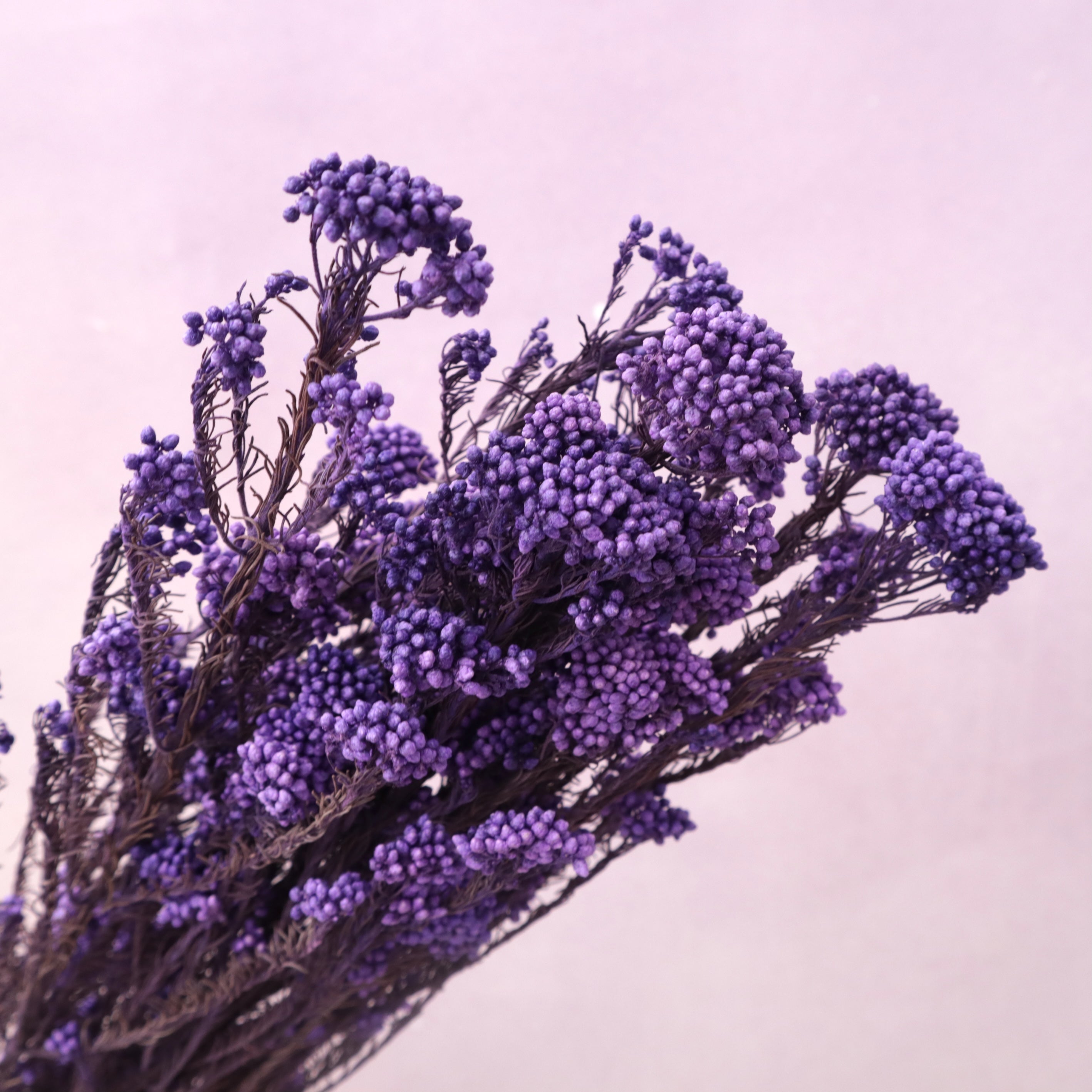 Rice Flower Iris Purple