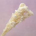 Rice Flower White
